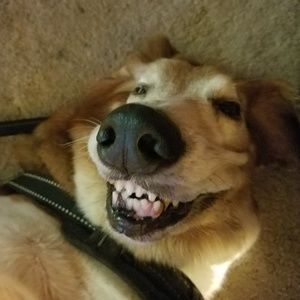 Meet your Posher, Dave